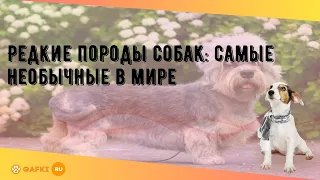 Редкие породы собак: самые необычные в мире