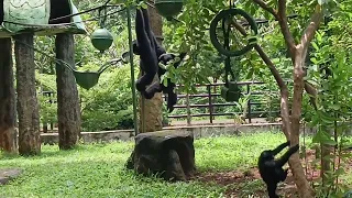 Suara Siamang