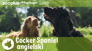 Cocker Spaniel angielski: Najważniejsze informacje o rasie | zooplus.pl