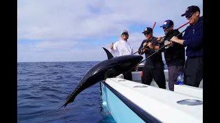 Go Big or Go Home - Southern California Big Bluefin Fishing