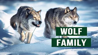 Wolf Pack Survives Harsh 20FT Snow In Yellowstone National Park | White Wolf Documentary