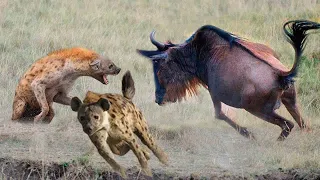 Буйвол спасаясь от гиен толкнул антилопу хищникам. Дикие животные в дикой природе.
