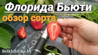 Сорт клубники Флорида Бьюти 🍓 НСД. Belklubnika.by