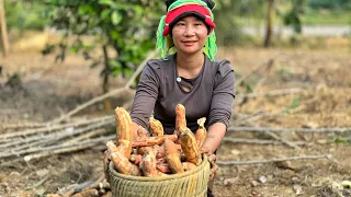 New Day In The Countryside: Harvest Corn With The Girl And Bustle At The Market.