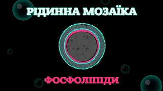 Рідинна мозаїка. Фосфоліпіди. [TED-Ed]