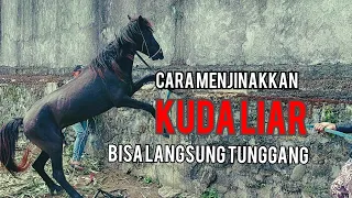 menjinakkan kuda liar yang baru datang