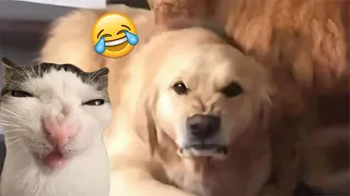 Funny Dogs And Cats Videos 2024 😅 - Best Funniest Animal Videos Of The week #10