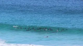 Surfer Swept Over Massive Pod of Dolphins in Jaw Dropping Footage