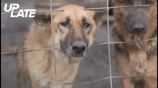 Disturbing dog photos prompt puppy mill shutdown