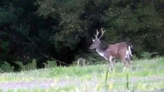 Deer Heart Shot (Warning!! Graphic Footage )