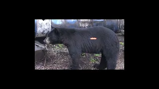 30+ BEARS SHOT IN 1 MINUTE | ULTIMATE SHOT COMPILATION #bearhunt #bear #bearhunting