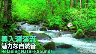 【ASMR/環境音】奥入瀬渓流の魅力な自然音　奇跡的な自然条件が生んだ神秘の世界に浸る | 美しい渓流の映像と野鳥のさえずりでリラックスする ２時間 | リラックス視聴用 作業 勉強 集中力 睡眠