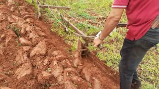 O jumento azulão arando terra na Serra Grande