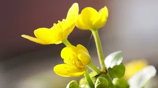 Sumpfdotterblumen, Wildstaude für Miniteich und Uferzone