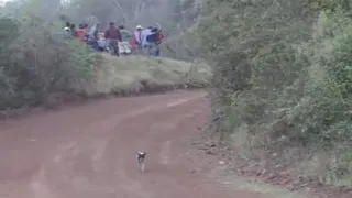 dog explodes after being run over by car