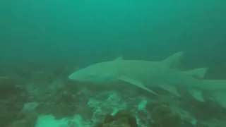 Nurse shark close up