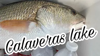 Calaveras Lake fishing with SHRIMP for freshwater REDFISH