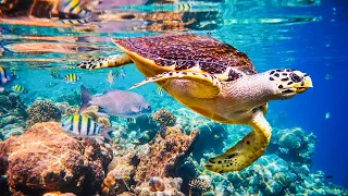 5 Fun Facts About The Hawksbill Turtle