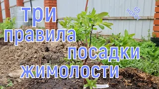 Весенняя посадка ЖИМОЛОСТИ! Три правила успешного урожая!