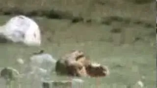 LEH LADAKH, INDIA, WILD MICE FIGHTING, VIDEO BY PRASHANT OAK, NAGPUR