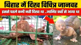 बिहार में दिखा विचित्र और खतरनाक जानवर ! पहली बार दिखा 🤔Strange Animal in Bihar#viralvideo