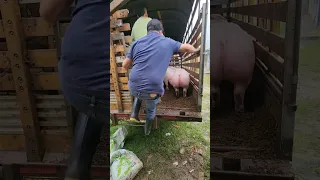 pigs heading to slaughterhouse Colombia cerdos rumbo al matadero Colombia pt3