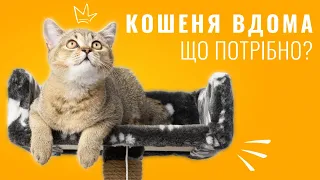 Перші покупки для котика