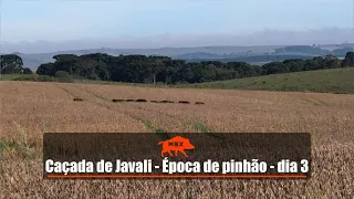 Caçada de javali - Época de pinhão - dia 03