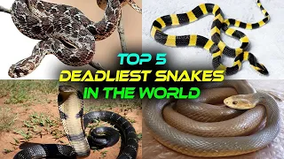 Top 5 Deadliest Snakes in the World 😰😰