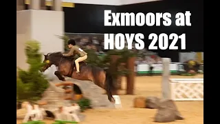 Exmoors at HOYS 2021