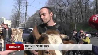 Ляшко зігнав стадо корів у центр Києва