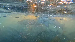 Underwater Fishing Footage - Striped Bass Destroying Bait At My Feet