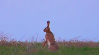 Невозмутимый Заяц-Русак / European hare (Lepus europaeus)