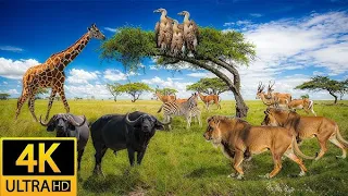 Collections Of Wild Animal In 4k l Wildlife Film With Calming  Music l