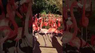 San Diego Zoo American Flamingo