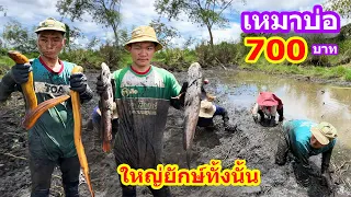 เหมาบ่อ 700บาท ปลาไหลปลาช่อนไซส์ใหญ่ๆทั้งนั้น | Ep.094