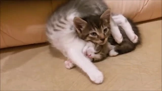 Silly and Super Cute Cats Compilation #1   Cat's Cutest Moments Video
