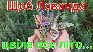 Як обрізати Лаванду