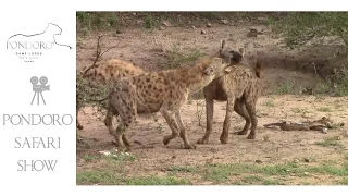 Hyenas playfighting