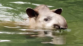 Why Tapirs Love Spending So Much Time Underwater