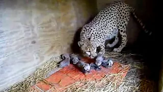 Щенка лабрадора положили в клетку к гепарду, чтобы помощь ему выжить
