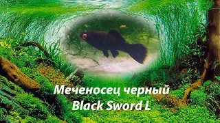 Меченосец черный / Black Sword Xiphophorus hellerii var. black