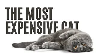 Top 15 Purrfectly Priced Felines: The Most Expensive Cat Breeds You Can Buy