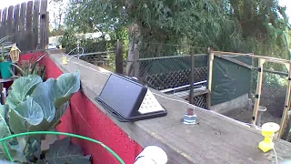 Wild Squirrel’s - 1 vs. Electric Garden Fence - 0