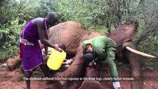 Veterinary treatment for a mother of two | Sheldrick Trust