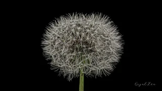 Dandelion seed head's time-lapse