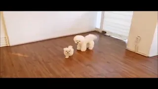 Cutest puppies in the world