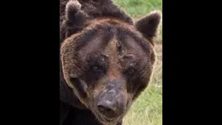 3 Chilling Bear Attacks, You Will Never Forget