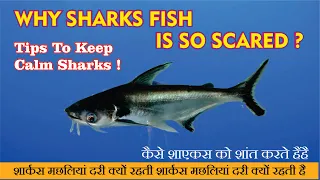 Why sharks fish so scared | Why Shark fish jump | how to calm sharks