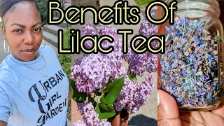 How To Make Lilac Tea! Herbal Tea Blend + Planting Elderberry Cuttings!